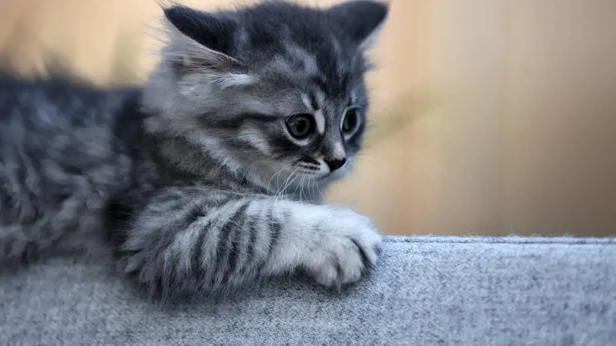 Kitten Somehow Looks 'So Baby and So Ancient' at the Same Time