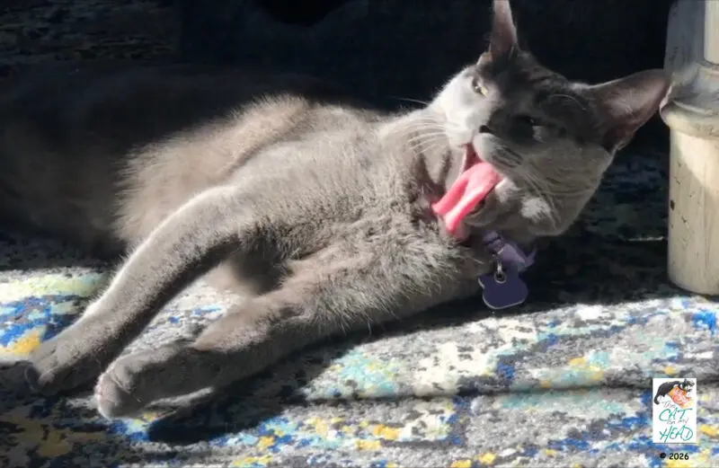 Kizmet’s Sun‑Puddle Bathing Moment from 2021