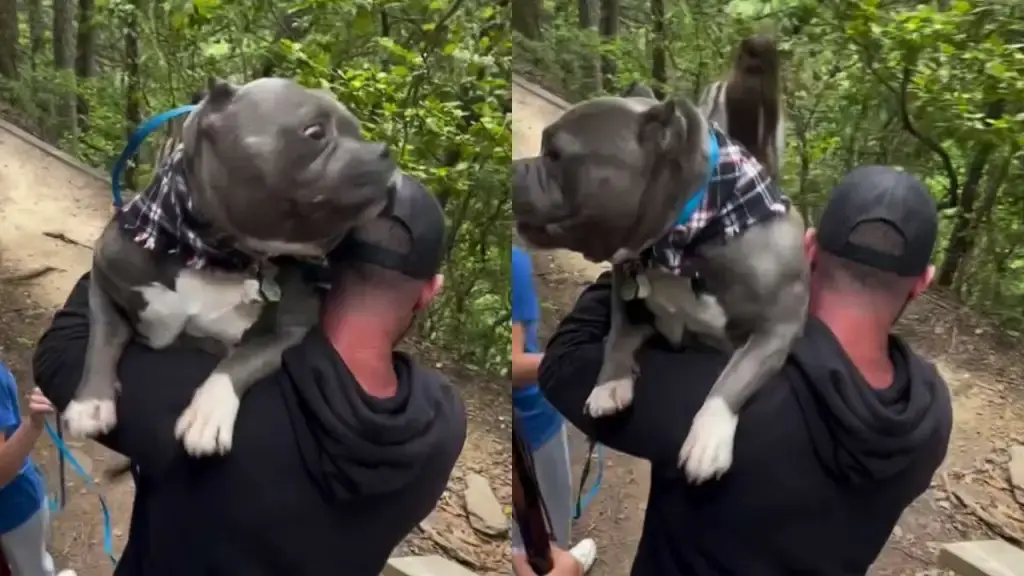 Dog Refuses Stairs Despite Loving Mountain Trails