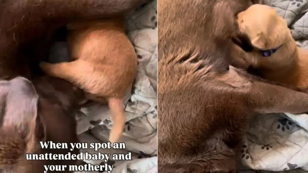Labrador Adopts Orphaned Puppy During Mother’s Brief Absence