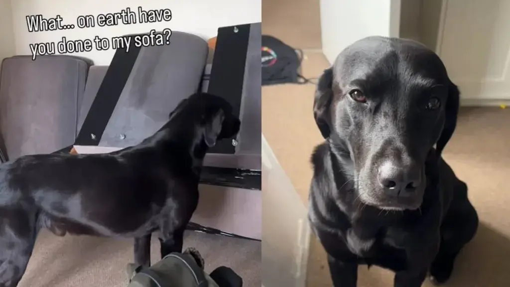 A Labrador named Dexter Expresses Utter Disbelief at Disassembled Couch