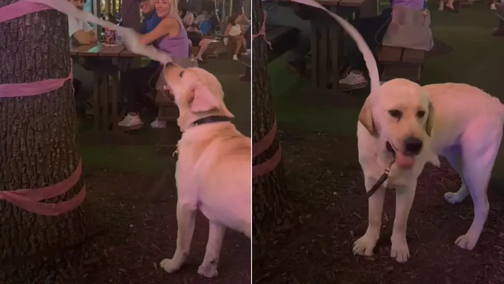 Labrador Hopper Mistakes Party Decoration for Treat