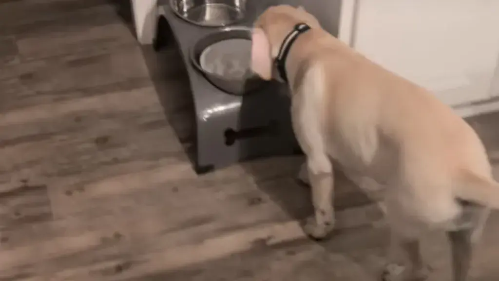 Labrador Puppy Bailey Stages Breakfast Protest Over Delayed Meal