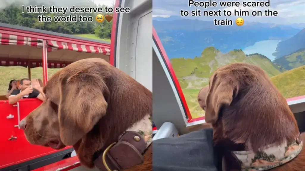 Labradors Enjoy Scenic Swiss Train Journey Amid Mixed Reactions