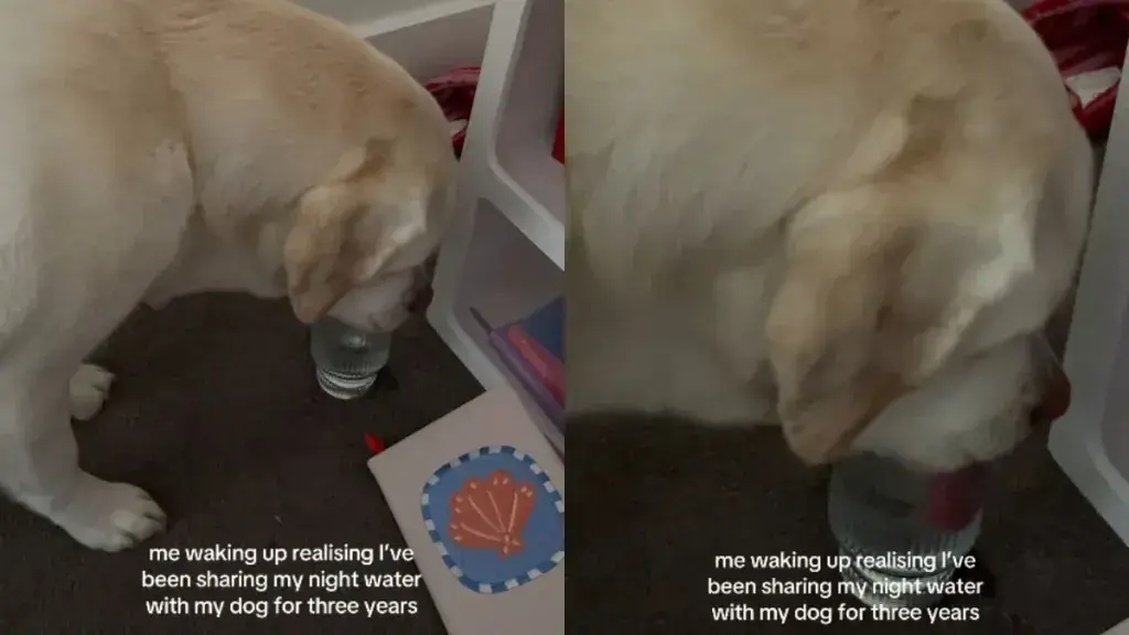 Labrador’s Secret Hydration Habit: Drinking Mom’s Bedside Water for Three Years