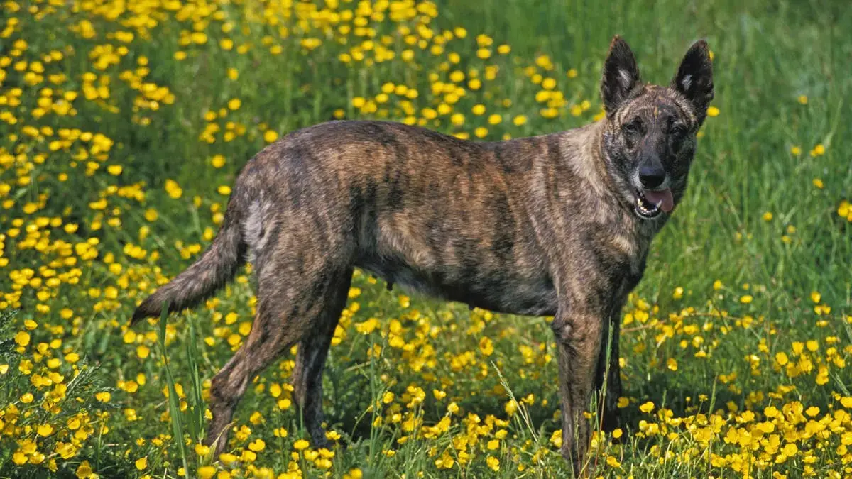 Large Shepherd Kenji Still Waiting for Forever Home After Growing Too Big for Previous Family
