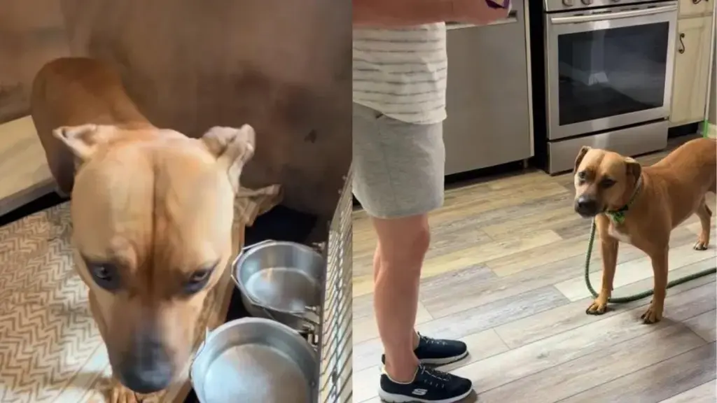 Layla the Rescue Dog Finds Hope After Years in Shelter Confinement