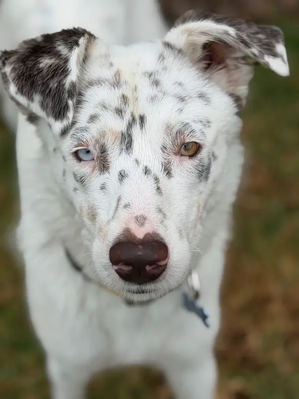 Deaf Australian Shepherd Puppy Seeks Forever Home in California