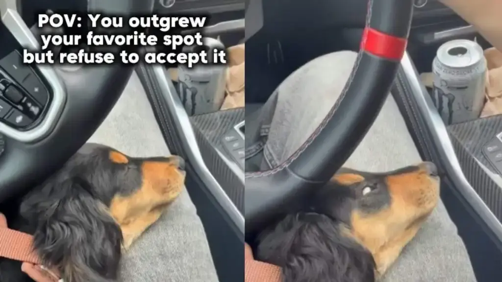 Dachshund Leo Still Claims Car Lap Despite Physical Growth