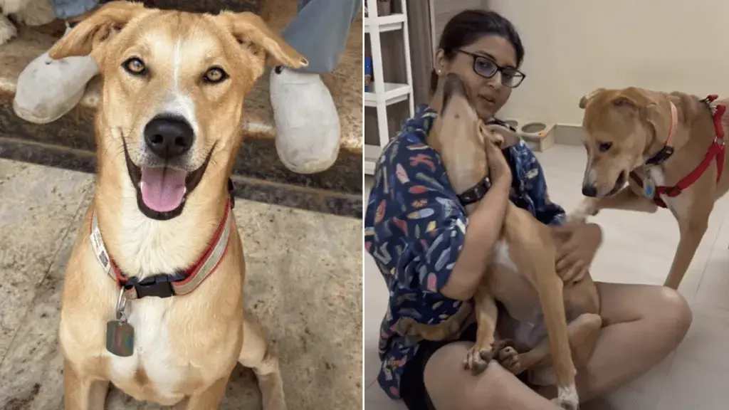 Leo the Rescue Dog Finds New Love After Being Abandoned by His Family