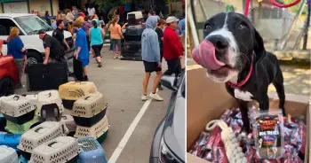 Local Heroes Evacuated 101 Dogs With Help From iHeartDogs Hero VIP Members