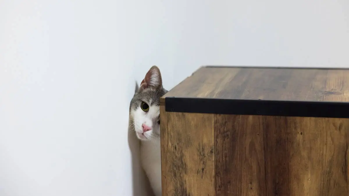Long Island Man Rescues Cat Trapped Behind Wall For Five Days