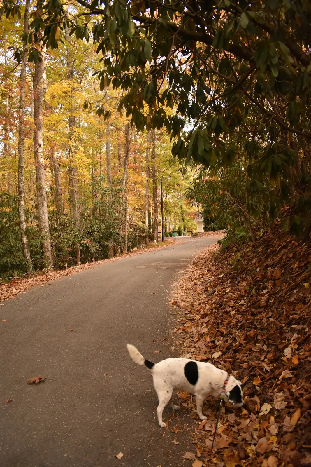 Lost Paws: How to Act When Your Dog Fleeing Fireworks