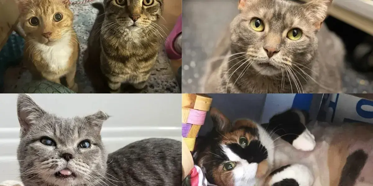 LoveMeow Highlights Senior Cat Stories to Boost Adoption