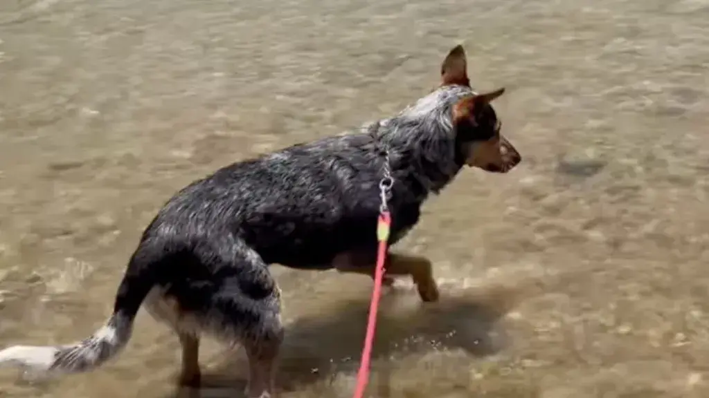 Loverboy Saves Owner From Wet Log In Texas River