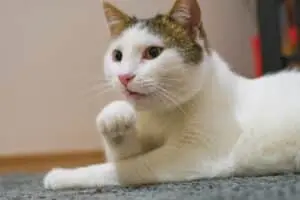Best Cat Breeds for Busy Owners