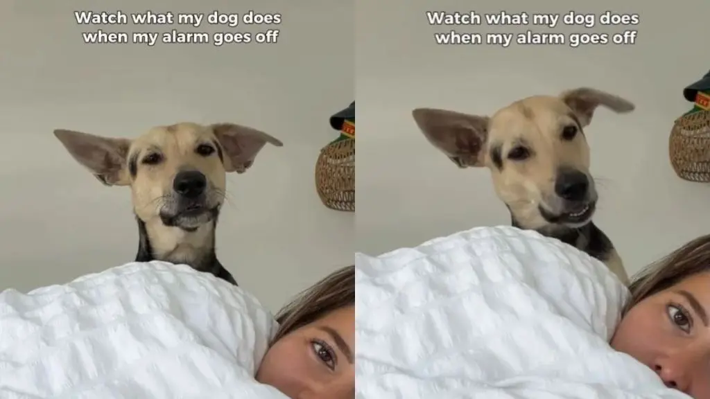 Loyal Pup Ensures Morning Routine Begins On Time
