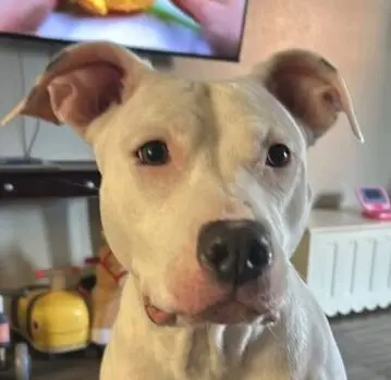 Deaf Pitbull Named Maddi Seeks Permanent Home After Rescue
