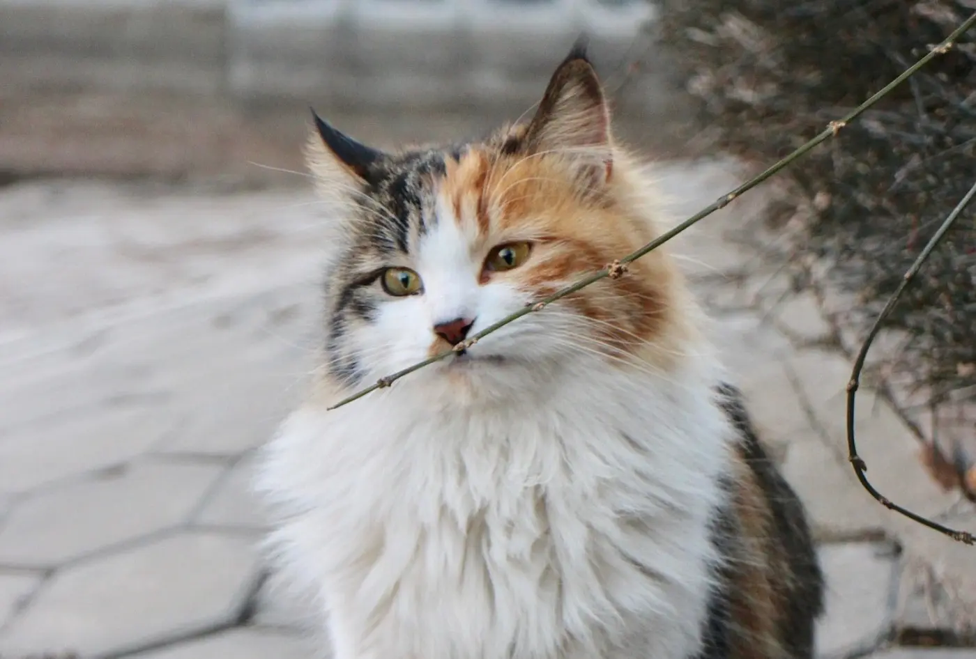 Maine Coons: The Gentle Giants of the Cat World
