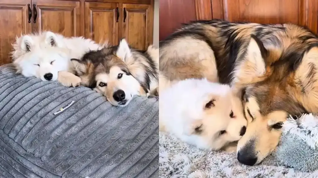 Older Dog Learns Patience as Playful Samoyed Pup Turns His World Upside Down