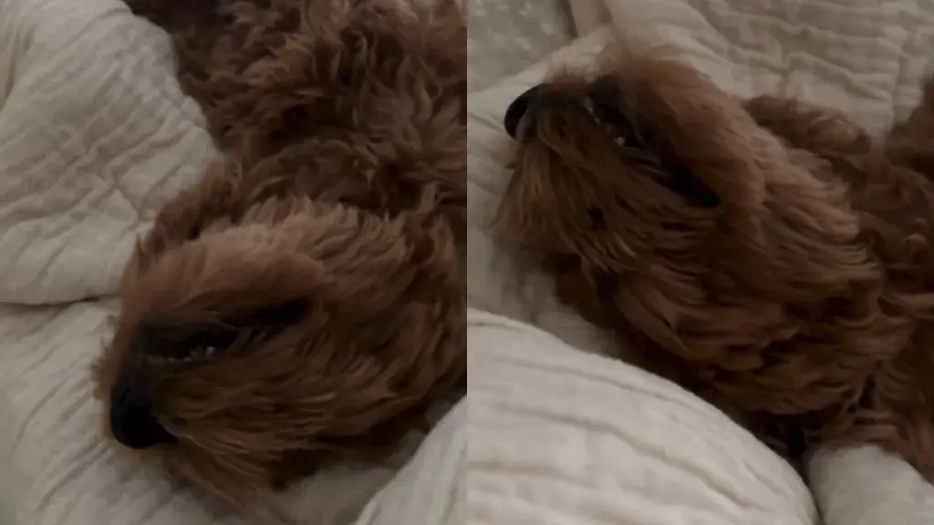 Maltipoo Turns Movie Night Into Nap Time, Sleeping Through the Whole Film