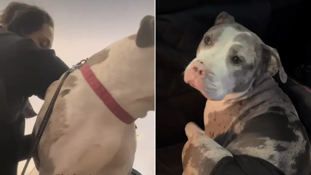 Mama Dog Cupcake Finds Joy in Pool After Rescue Journey