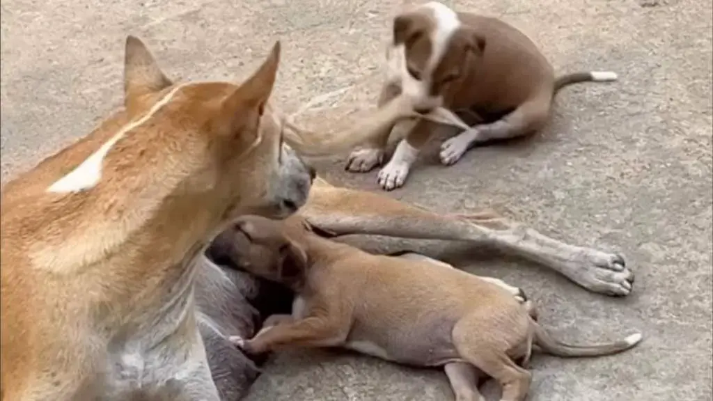 Mama Dog Finds Moment of Calm Amid Puppy Chaos