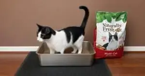 Managing Odors in a Multi-Cat Household