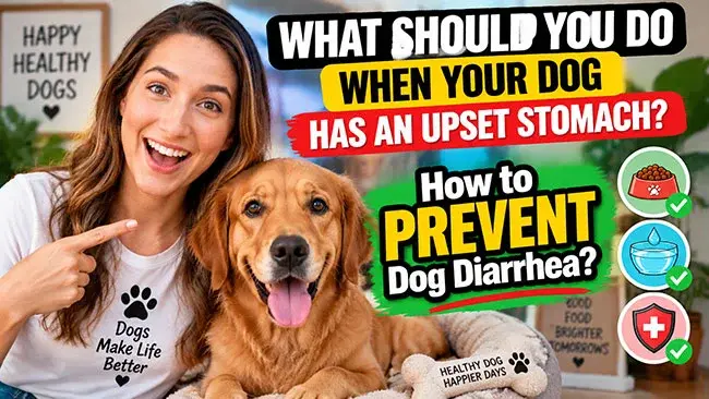Managing Sudden Digestive Distress in Canines
