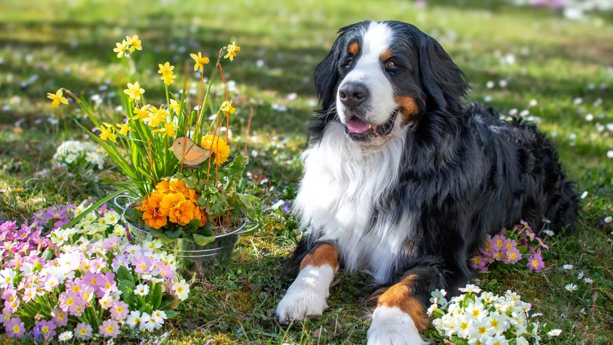 Managing the Thick Coat and Shedding of Bernese Mountain Dogs