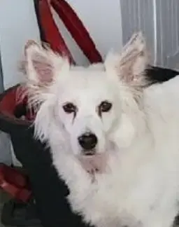 Marley the Deaf Australian Cattle Dog Mix Seeks Forever Home