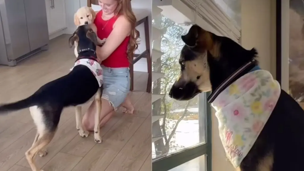 A Golden Dream Comes True for One Very Happy Dog