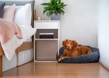 Maximizing Comfort With Space-Saving Corner Dog Beds