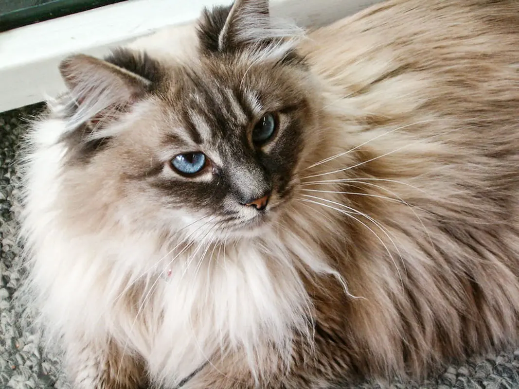 Meet the Cat That Doesn't Do Small, Doesn't Do Aloof, and Doesn't Do Fast