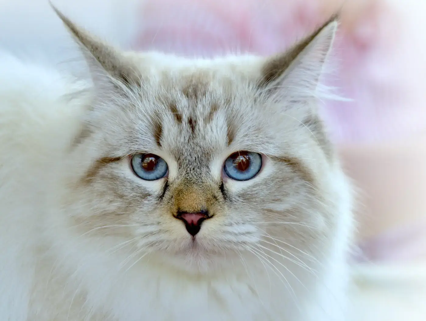 Meet the Cat That Looks Like Royalty, Acts Like Royalty, and Knows It