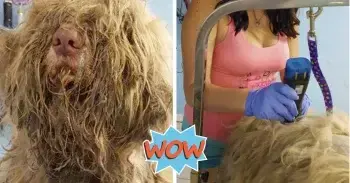 Midnight Rescue Reveals Hidden Transformation of Abandoned Dog