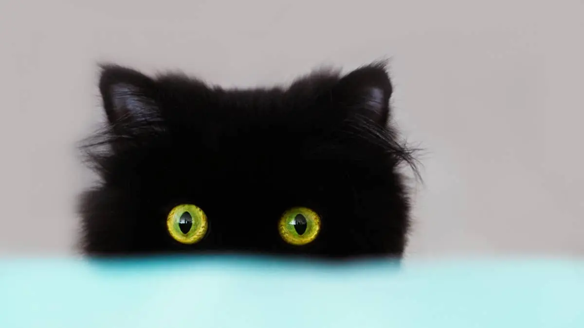 Black Cat’s Vet Visit Hide-and-Seek Fails Hilariously Online