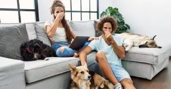 Why Your Dog Smells and When to Worry
