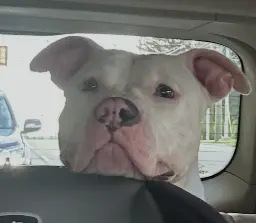 Deaf 3‑Year‑Old Moose Seeks Forever Home