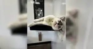 Mystery Cat Taz Defies Gravity and Logic at Greenville Shelter