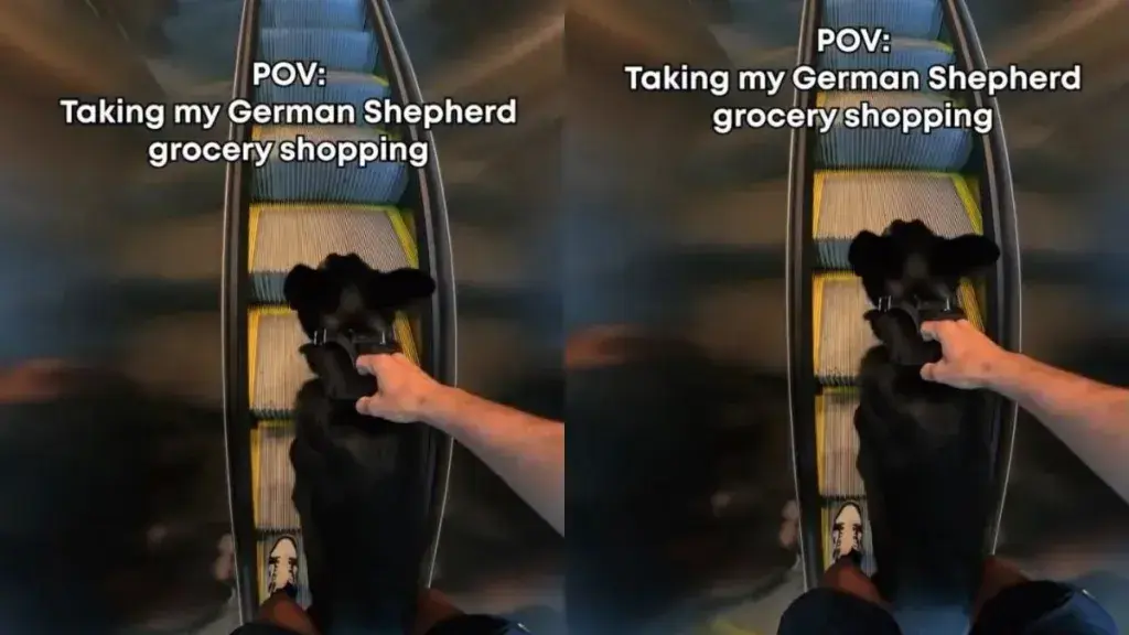 Navigating A Busy Supermarket With An Off-Leash German Shepherd