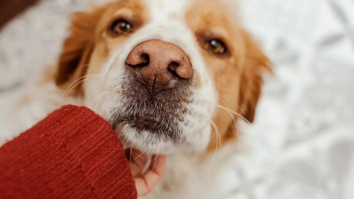 Neighbors Spent Weeks Trying to Catch an Injured Stray Dog Until They Tried Something No Human Could Do