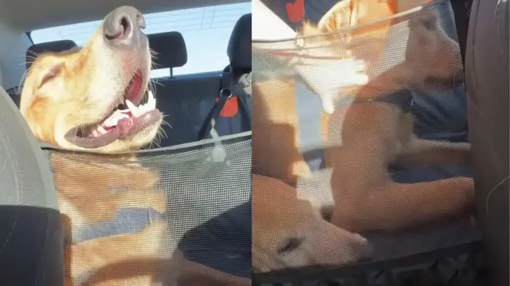 Golden Retriever Puppy Finds Comfort Pressing Against Senior Dog During Car Trips