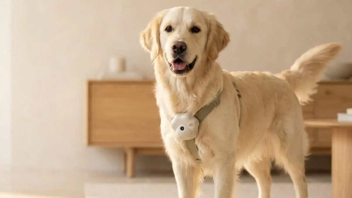 New Smart Collar Lets Owners See Their Pets' Daily Lives