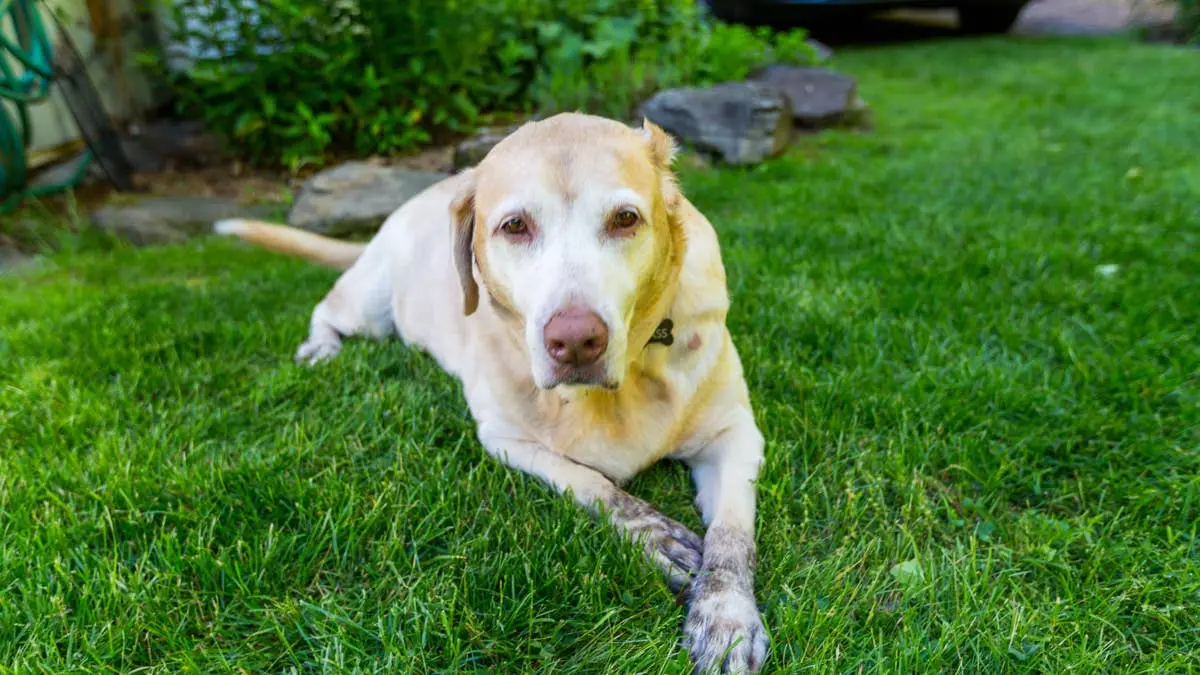 A Senior Dog’s Final Walk Down the Aisle