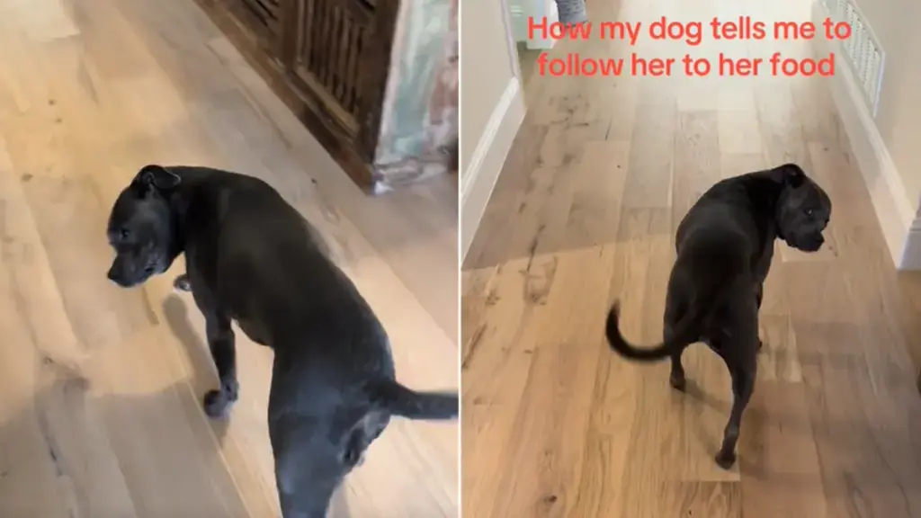 Olive the Staffie Gives Up on Politeness and Physically Escorts Owner to Dinner
