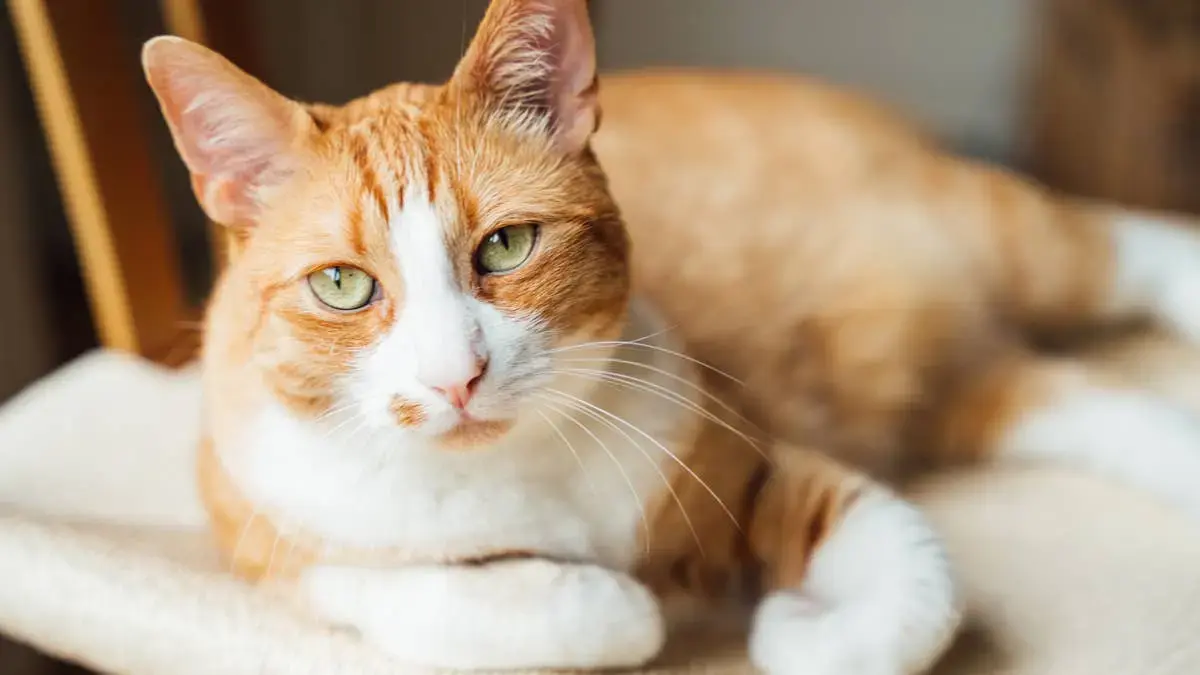 Orange Cat’s Peculiar Pose Earns Viral Fame