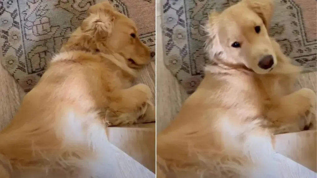 The Golden Retriever Who Became a Living Doorstop