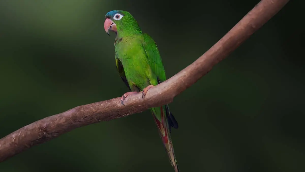 Parakeet Finds Shower a Favorite Spot