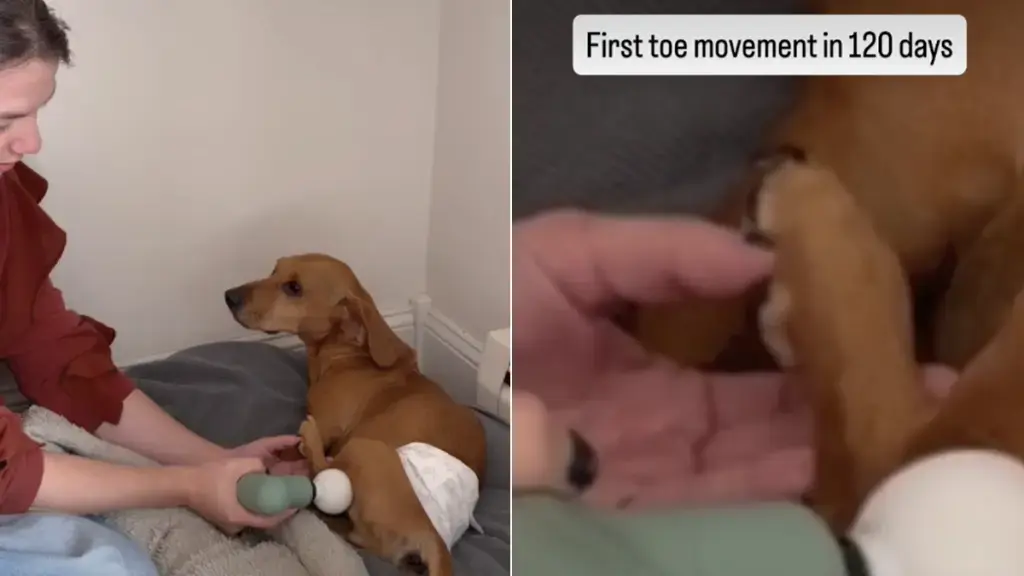 Paralyzed Dog's First Toe Wiggle After 120 Days Brings Tears of Joy to Owner